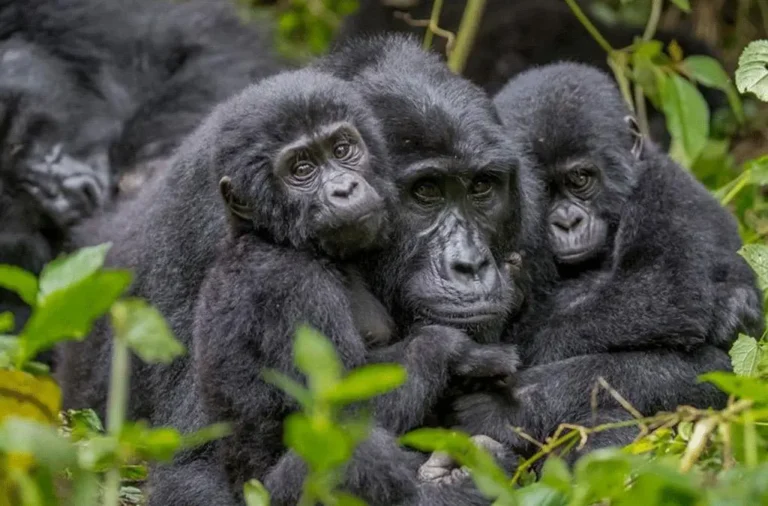 Gorilla Trekking from Tanzania