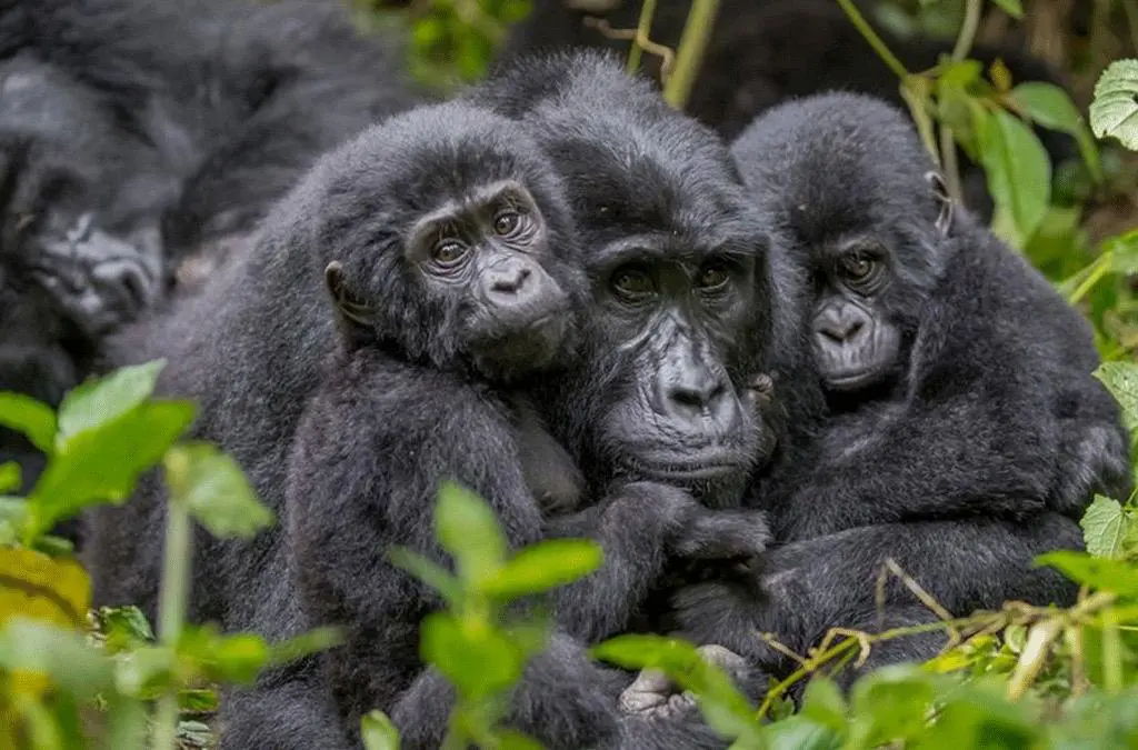 Gorilla Trekking from Tanzania