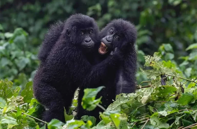 Gorilla Trekking from India