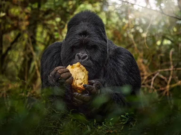 Gorilla Trekking from Italy
