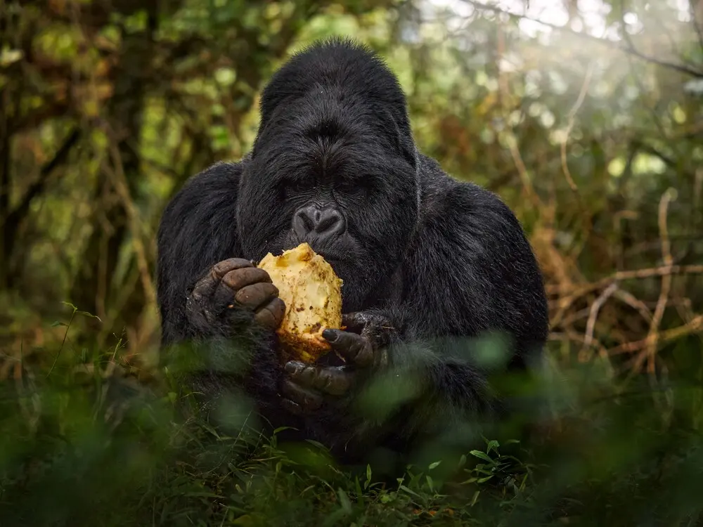 Gorilla Trekking from Spain
