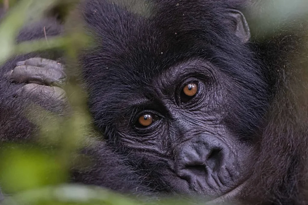 Gorilla Trekking Instagram Best Hashtags