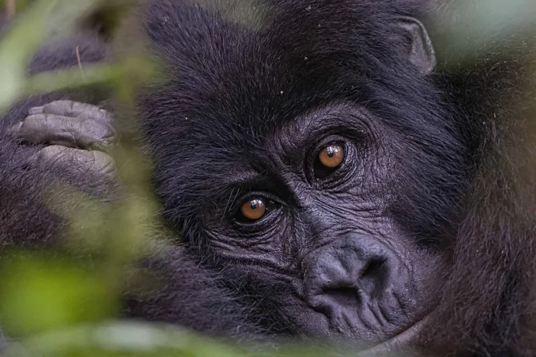 Gorilla Trekking Instagram Best Hashtags