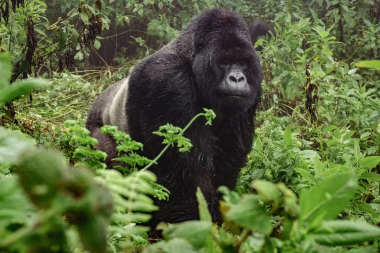 Gorilla Trekking Quotes Inspirational