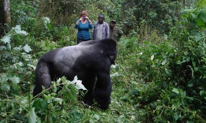 Gorilla Trekking Experience Personal Diary