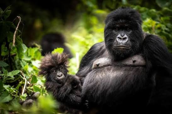 Best Gorilla Trekking YouTube Videos