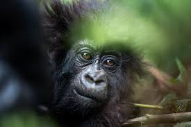 Gorilla Trekking Pinterest Ideas