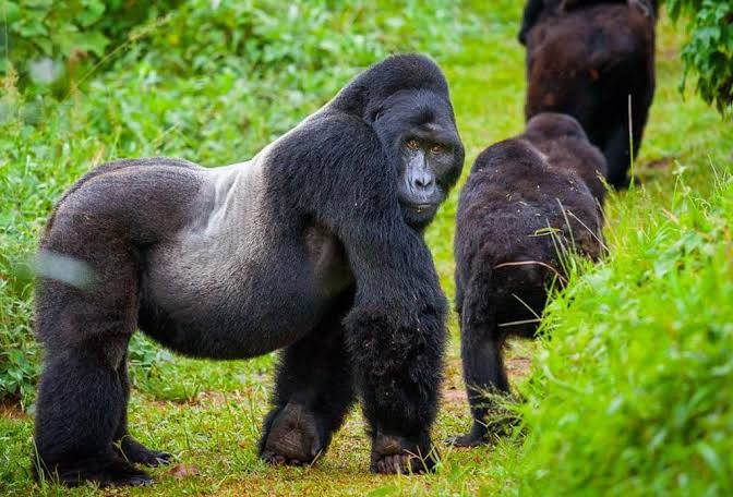 Gorilla Trekking Solo Female Traveler Guide