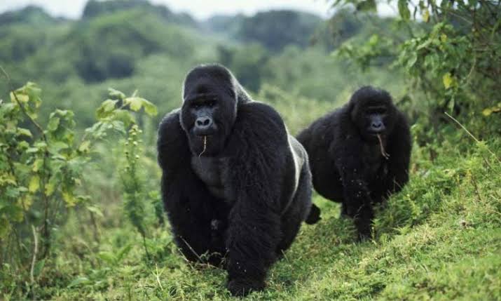 Gorilla Trekking LGBTQ+ Travel Guide