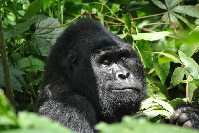 Gorilla Trekking for Vegans and Vegetarians