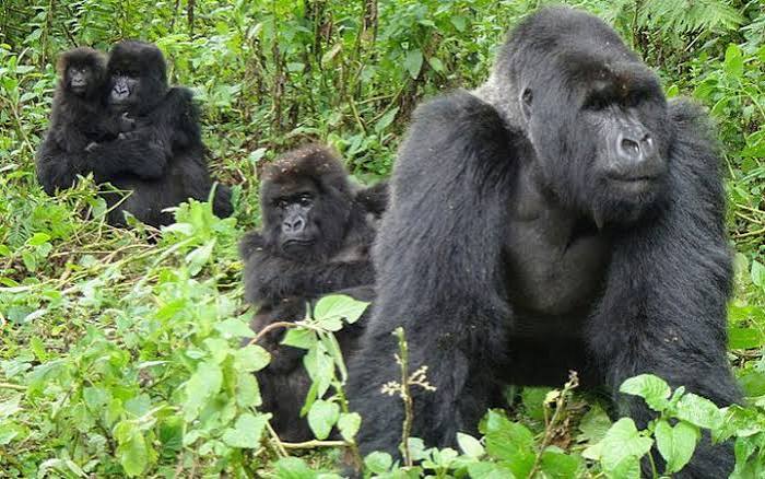 Gorilla Trekking and Religious Considerations