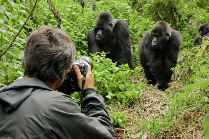 Gorilla Trekking from the USA