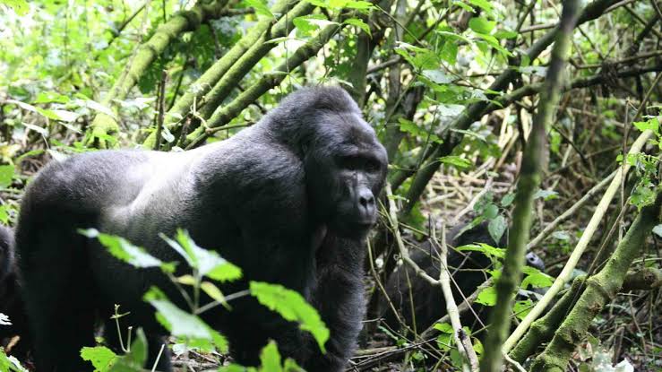 Gorilla Trekking from Australia