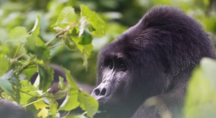 Gorilla Trekking from Dubai UAE