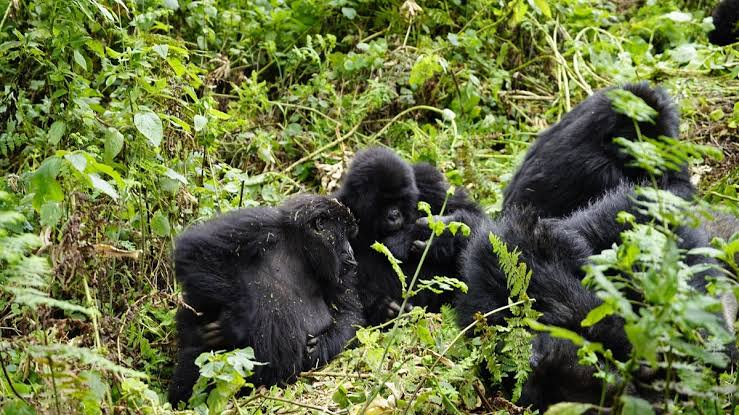 Gorilla Trekking from Ethiopia