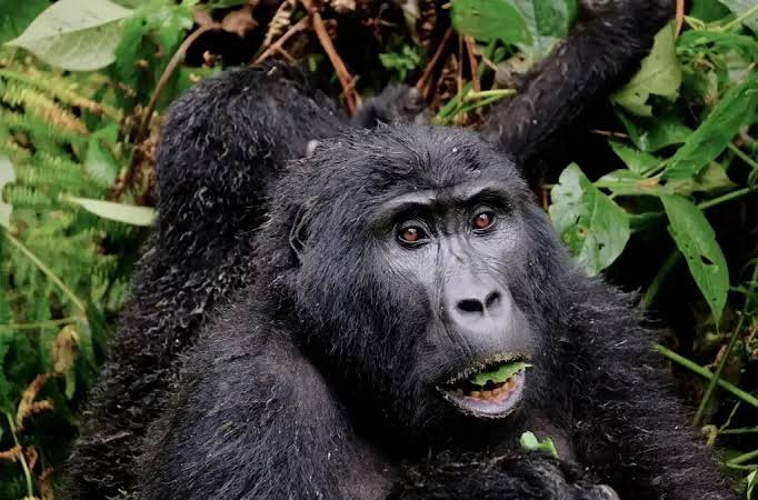 Gorilla Trekking from Netherlands