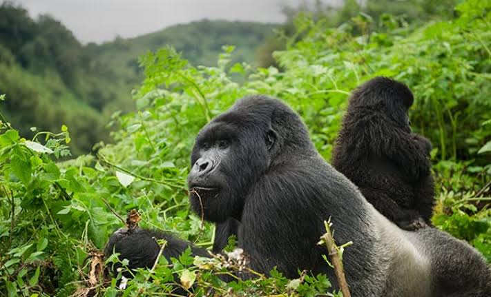 Top 10 Wildlife Experiences in Africa