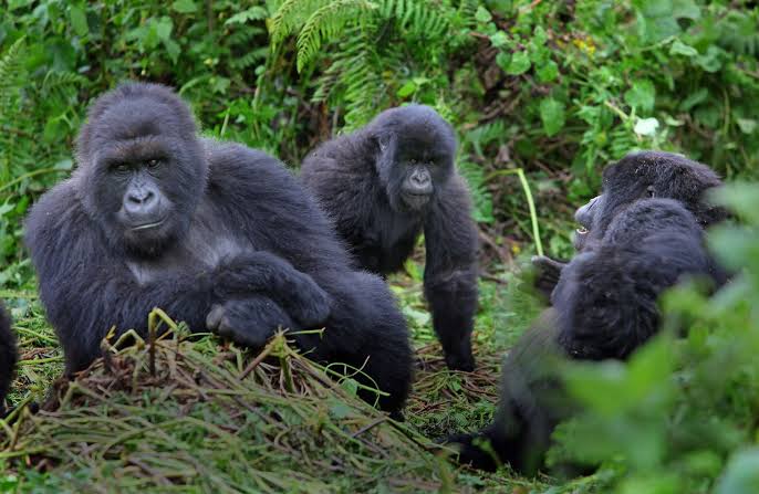 Gorilla Trekking on Bucket List
