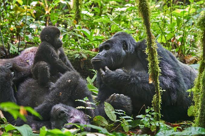 Orangutan vs Gorilla Safari