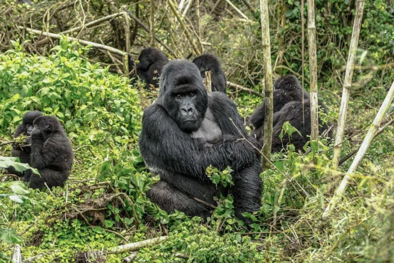 Gorilla Trekking from France: